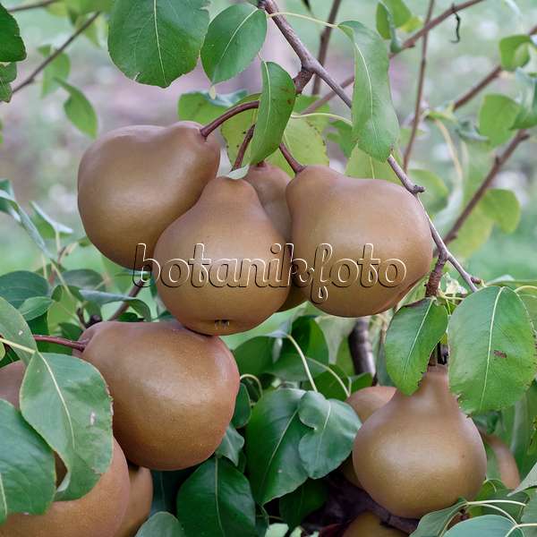 471451 - Common pear (Pyrus communis 'Uta')