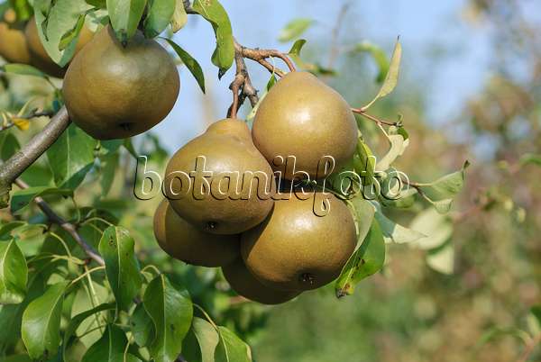 517366 - Common pear (Pyrus communis 'Uta')