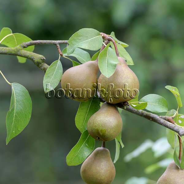 547259 - Common pear (Pyrus communis 'Uta')
