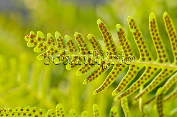 493005 - Common polypody (Polypodium vulgare)
