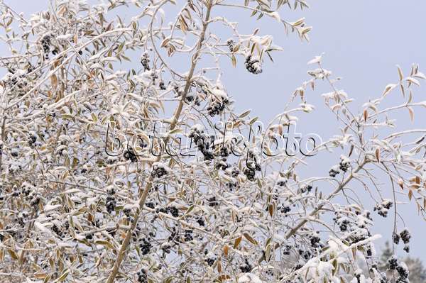 491040 - Common privet (Ligustrum vulgare)