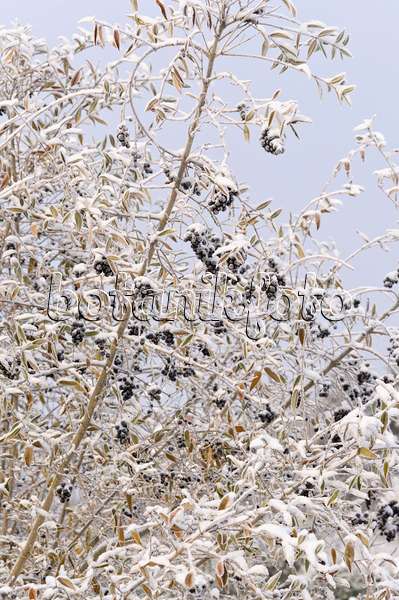 491041 - Common privet (Ligustrum vulgare)