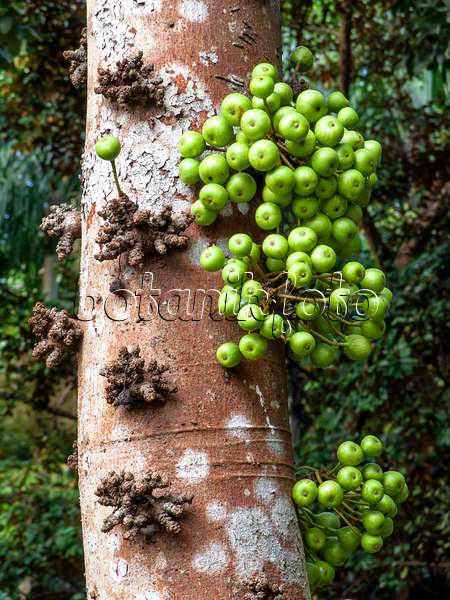 434273 - Common red stem fig (Ficus variegata)