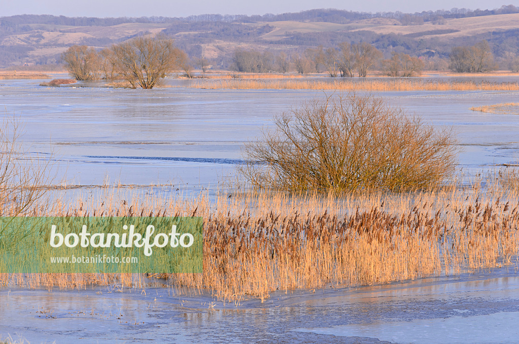 578013 - Common reed (Phragmites australis) on a flooded and frozen polder meadow, Lower Oder Valley National Park, Germany
