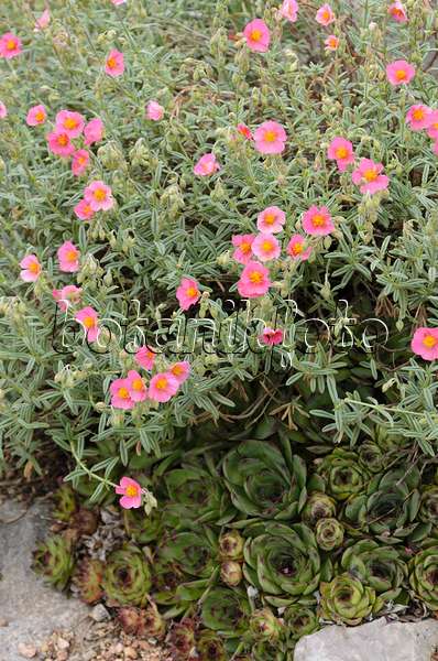 508235 - Common rock rose (Helianthemum nummularium)