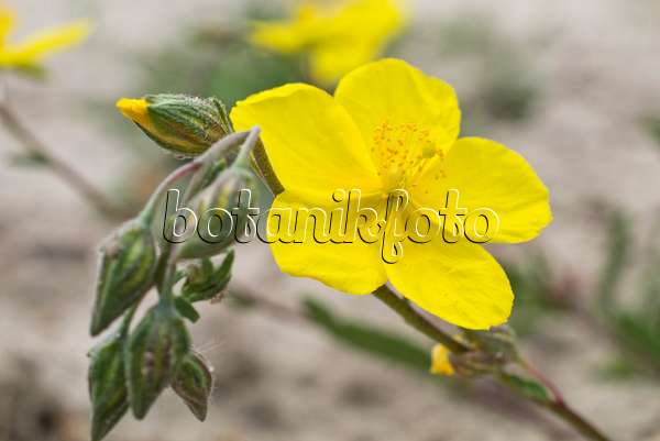610010 - Common rock rose (Helianthemum nummularium)