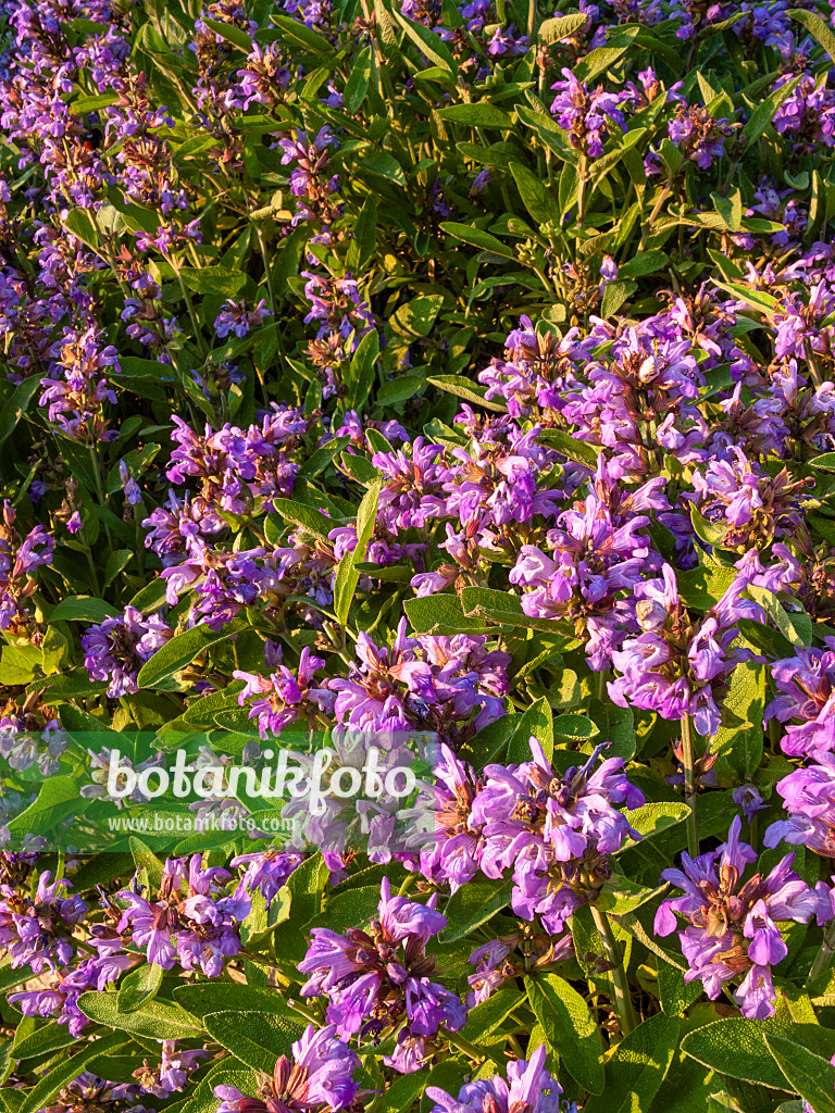 414024 - Common sage (Salvia officinalis)