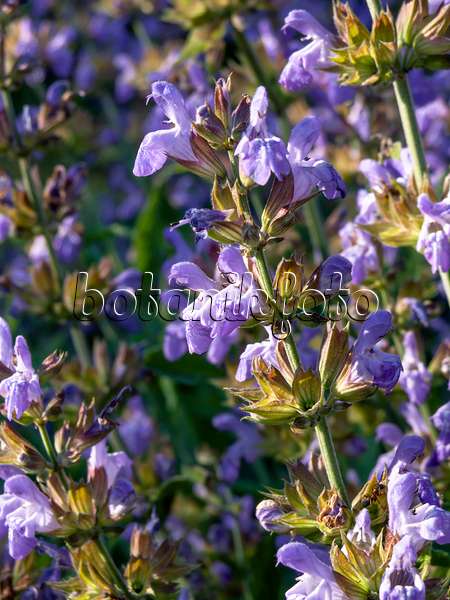 426182 - Common sage (Salvia officinalis)