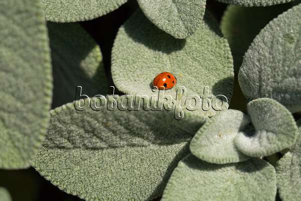 597024 - Common sage (Salvia officinalis 'Berggarten') and ladybird (Coccinella)