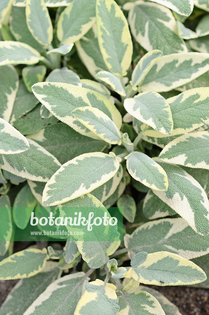 487002 - Common sage (Salvia officinalis 'Creme de la Creme')