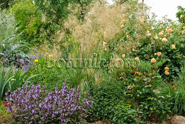 500216 - Common sage (Salvia officinalis), giant feather grass (Stipa gigantea) and shrub rose (Rosa Crown Princess Margaret)