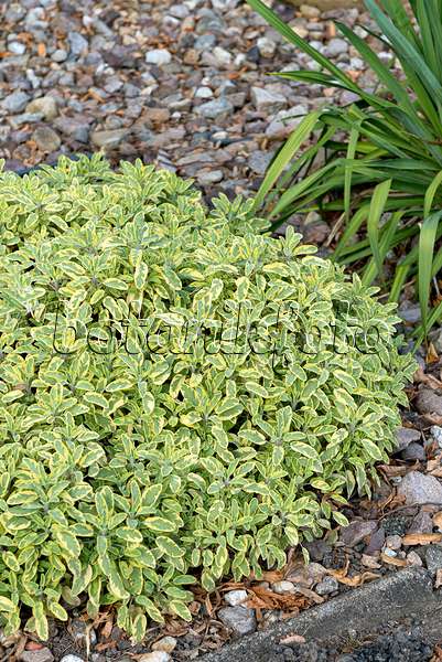 651504 - Common sage (Salvia officinalis 'Icterina')