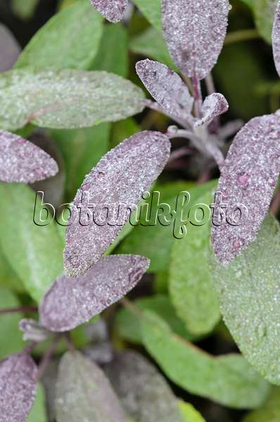 534372 - Common sage (Salvia officinalis 'Purpurascens')