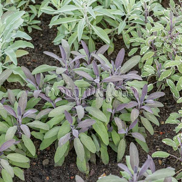 651505 - Common sage (Salvia officinalis 'Purpurascens')