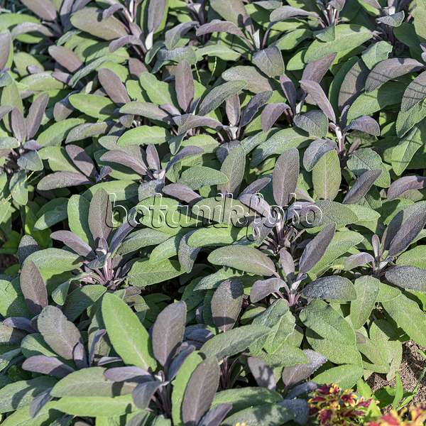 651507 - Common sage (Salvia officinalis 'Purpurascens')