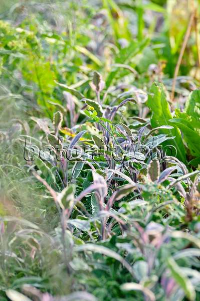 474504 - Common sage (Salvia officinalis 'Tricolor')