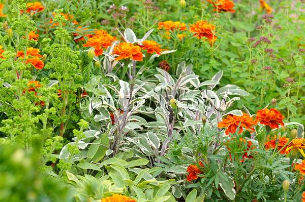475172 - Common sage (Salvia officinalis 'Tricolor') and marigolds (Tagetes)