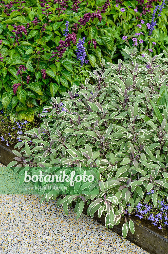 593199 - Common sage (Salvia officinalis 'Tricolor')