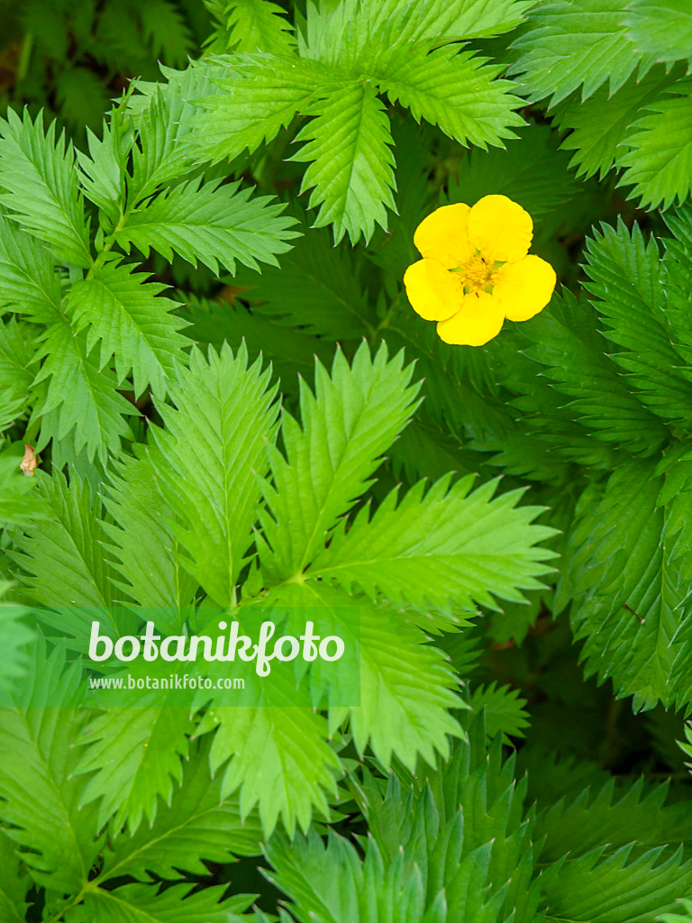 427070 - Common silverweed (Potentilla anserina)