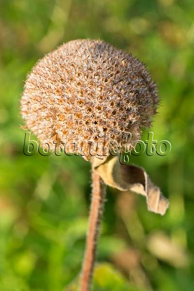 595022 - Common sneezeweed (Helenium autumnale)