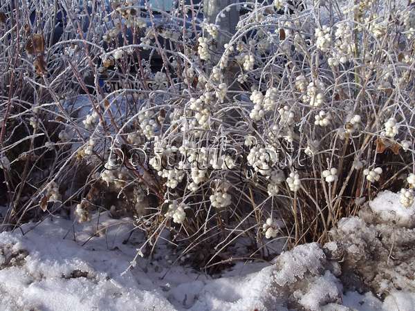 454098 - Common snowberry (Symphoricarpos albus var. laevigatus)