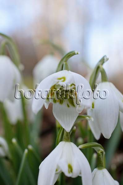 518075 - Common snowdrop (Galanthus nivalis)