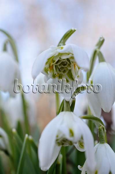 518076 - Common snowdrop (Galanthus nivalis)