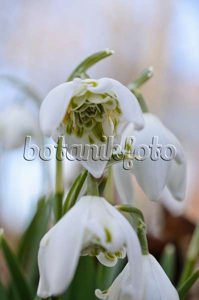 518077 - Common snowdrop (Galanthus nivalis)