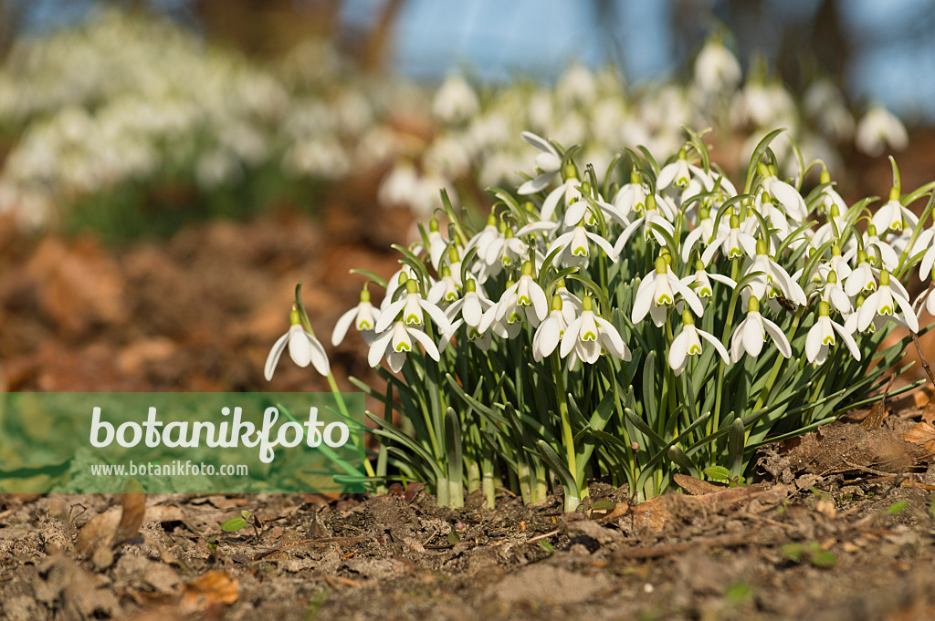 518095 - Common snowdrop (Galanthus nivalis)