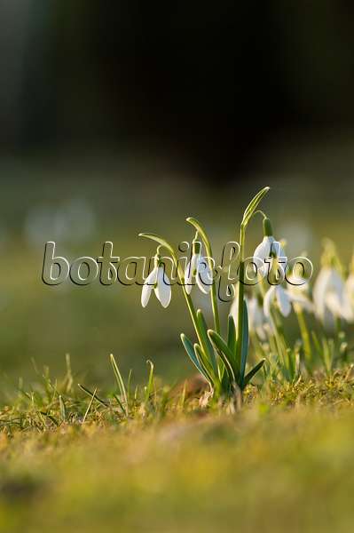 518107 - Common snowdrop (Galanthus nivalis)