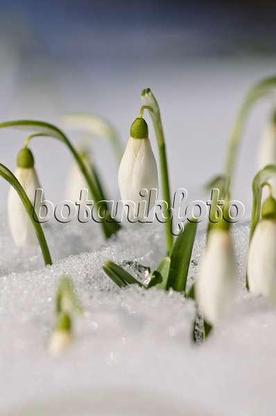 518112 - Common snowdrop (Galanthus nivalis)