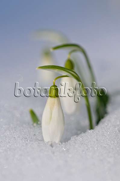 518113 - Common snowdrop (Galanthus nivalis)