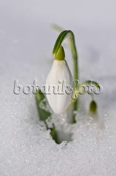 518114 - Common snowdrop (Galanthus nivalis)