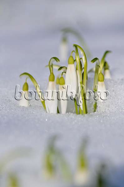 518115 - Common snowdrop (Galanthus nivalis)