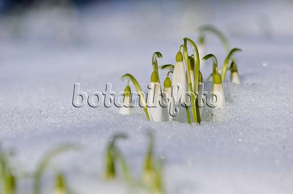518116 - Common snowdrop (Galanthus nivalis)