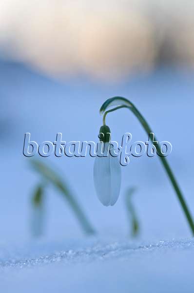 518131 - Common snowdrop (Galanthus nivalis)