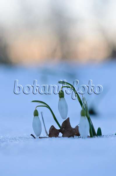 518132 - Common snowdrop (Galanthus nivalis)