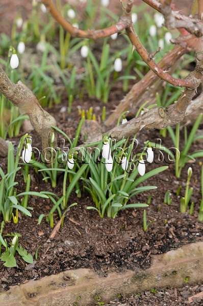 529035 - Common snowdrop (Galanthus nivalis)