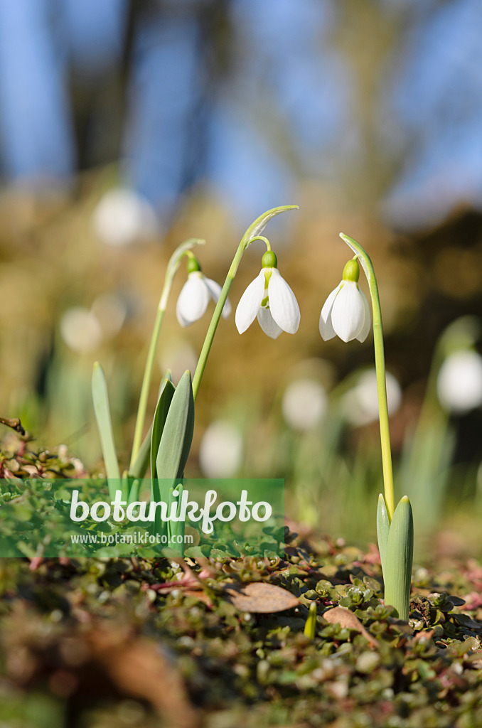 529090 - Common snowdrop (Galanthus nivalis)