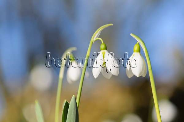 529091 - Common snowdrop (Galanthus nivalis)