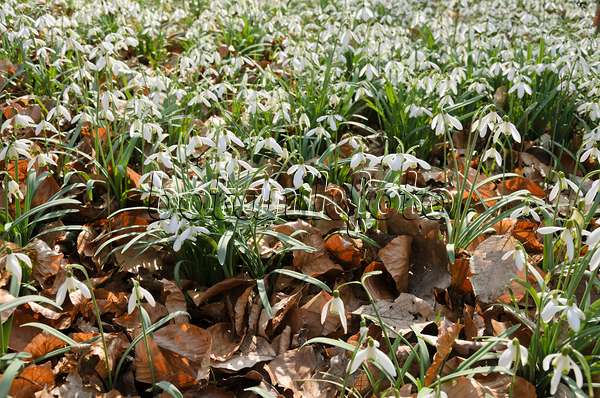542015 - Common snowdrop (Galanthus nivalis)