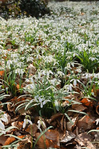 542016 - Common snowdrop (Galanthus nivalis)