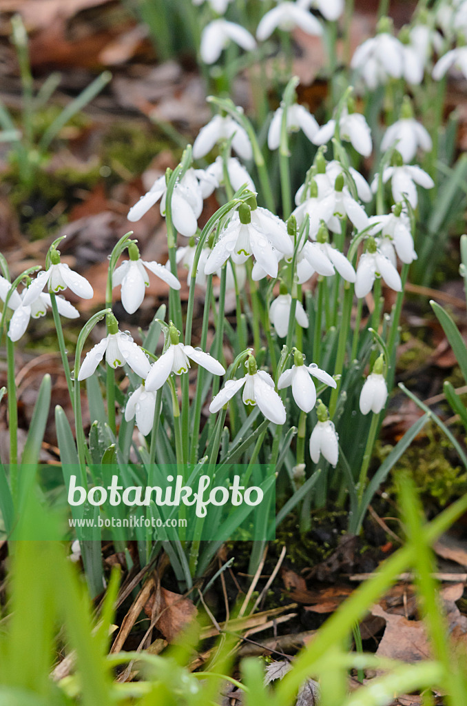 553015 - Common snowdrop (Galanthus nivalis)