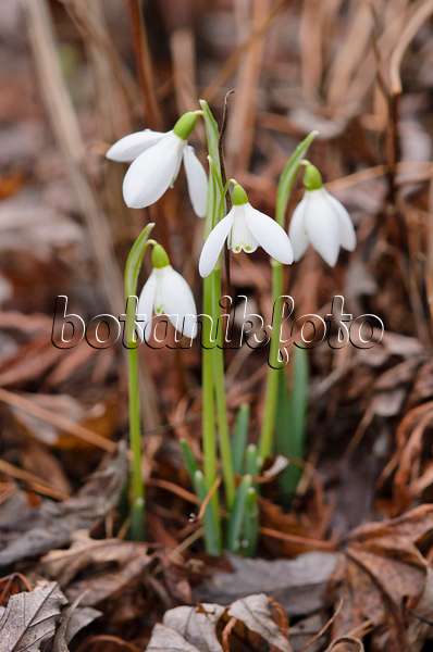 553016 - Common snowdrop (Galanthus nivalis)