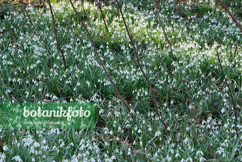 554028 - Common snowdrop (Galanthus nivalis)