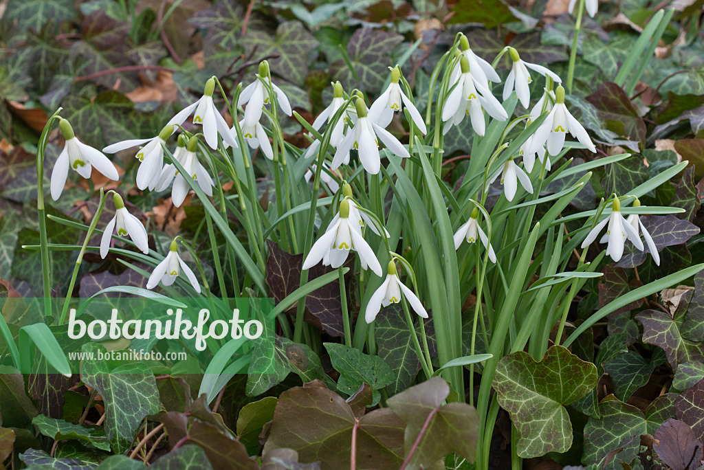 566087 - Common snowdrop (Galanthus nivalis)