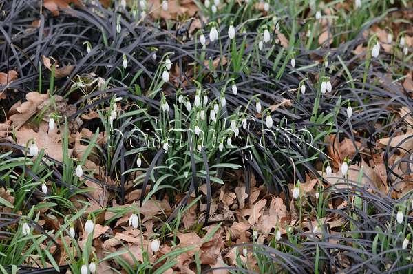 529150 - Common snowdrop (Galanthus nivalis) and black mondo (Ophiopogon planiscapus 'Nigrescens')