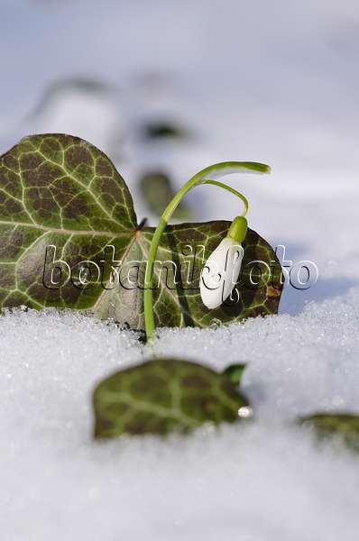 518117 - Common snowdrop (Galanthus nivalis) and common ivy (Hedera helix)