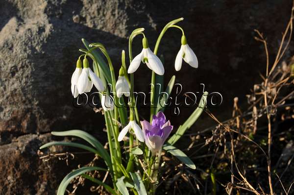 506002 - Common snowdrop (Galanthus nivalis) and early crocus (Crocus tommasinianus)