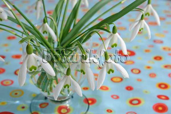 479050 - Common snowdrop (Galanthus nivalis) in a vase